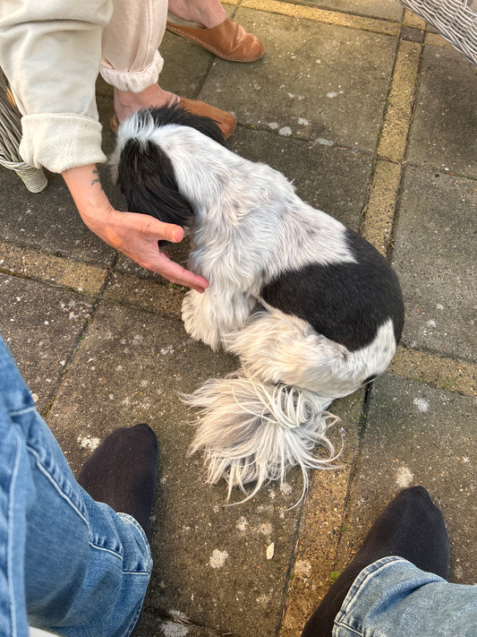 Hund